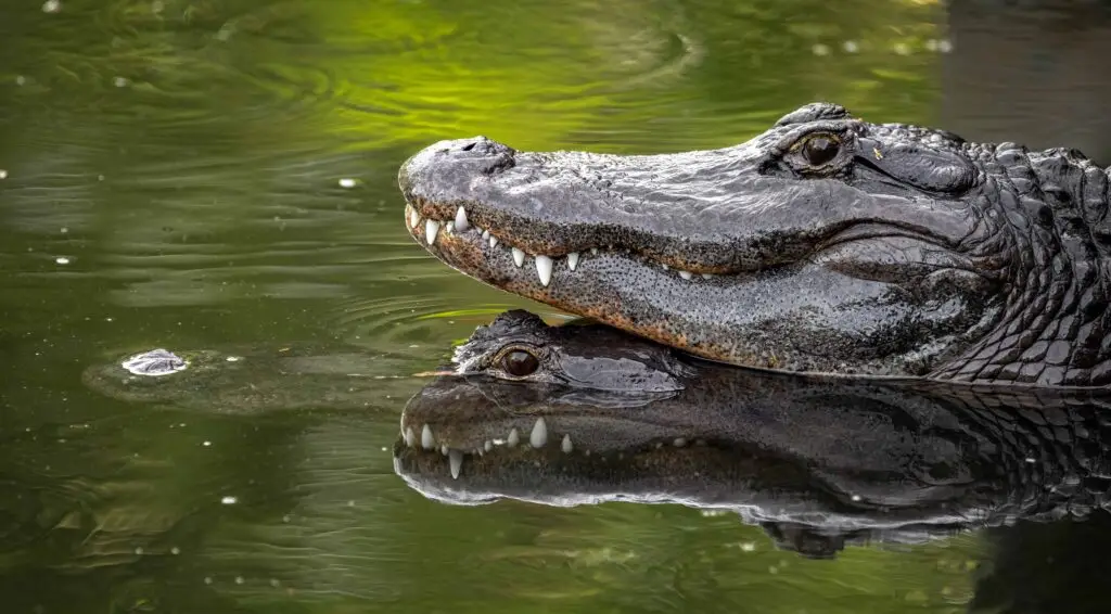An alligator in Florida spotted during an Everglades airboat tour with Ride the Wind.

