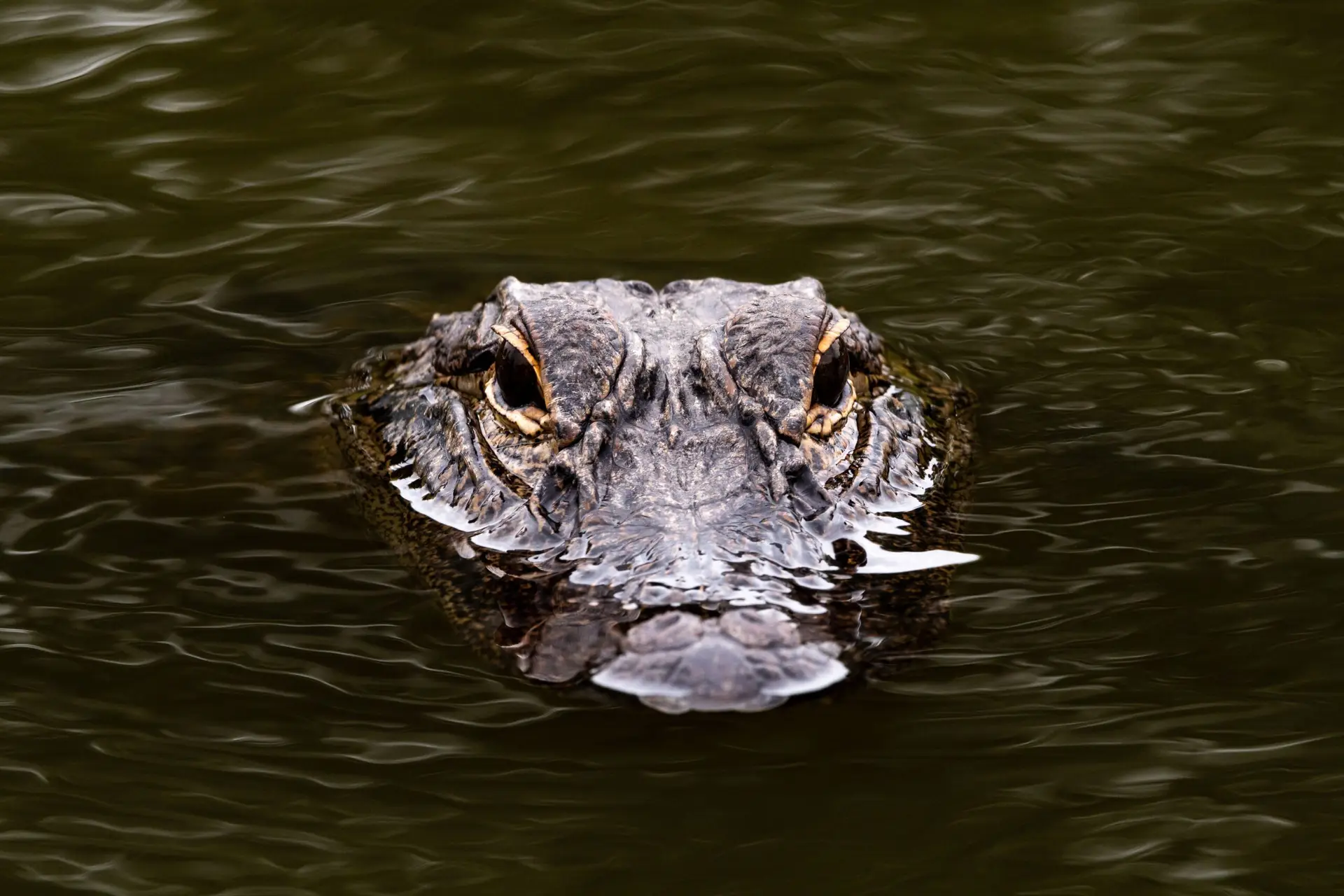Crocodile submerged in Everglades water during a private airboat tour in South Florida by Ride the wind