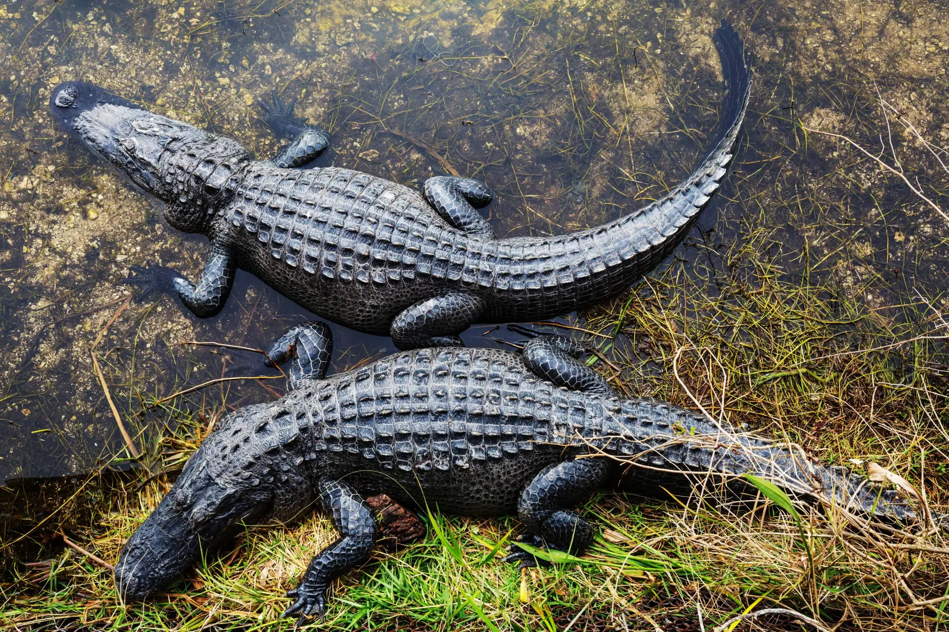Two alligators resting in shallow Everglades water, a common sight on guided Airboats through the wetlands.