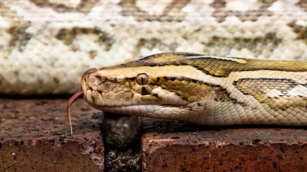 Close-up of a Burmese python near an airboat tour area in the Everglades, highlighting the unique wildlife sightings possible during an airboat adventure.