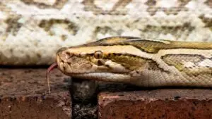 Close-up of a Burmese python near an airboat tour area in the Everglades, highlighting the unique wildlife sightings possible during an airboat adventure.