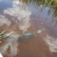 Fort Lauderdale Airboat Rides