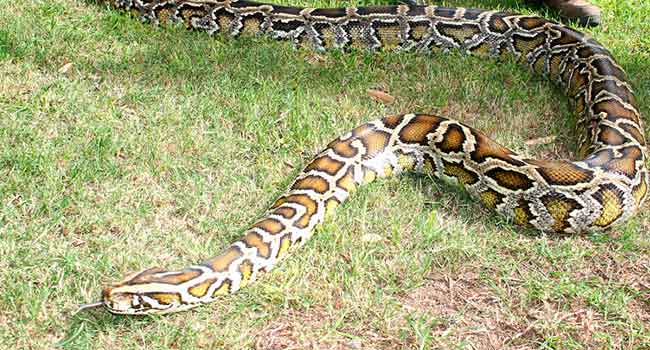 a Burmese python crawling on the ground