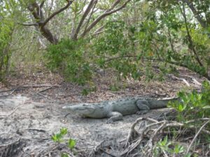 a crocodile resting in the Everglades