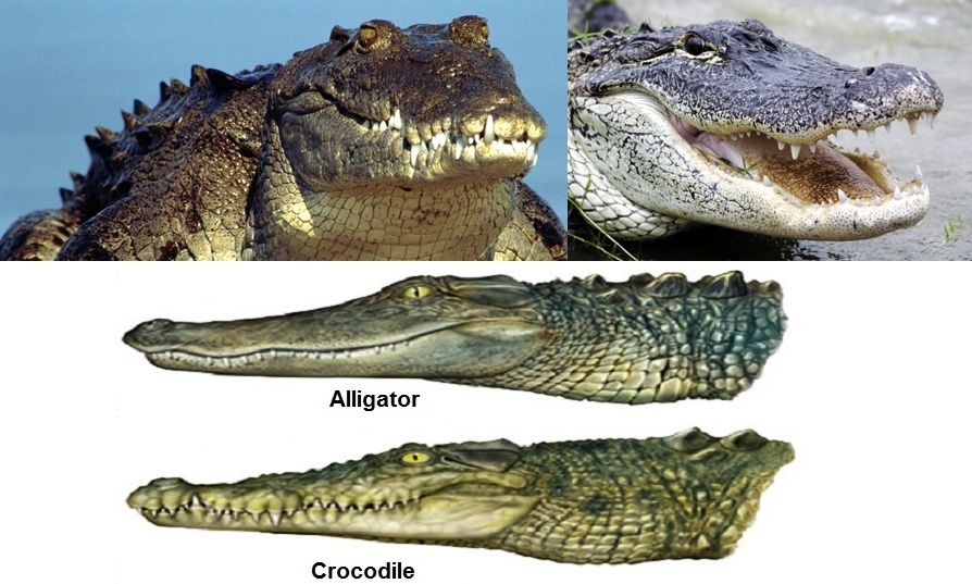 alligators and crocodiles