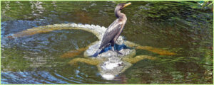 a bird standing on an alligator submerged in water