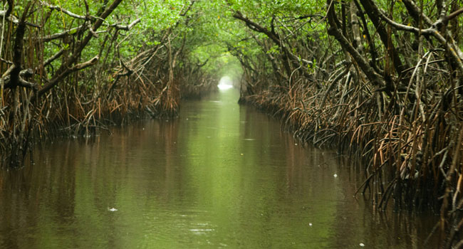 mangrove swampy grassland 2