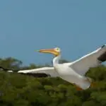 Everglades Birds