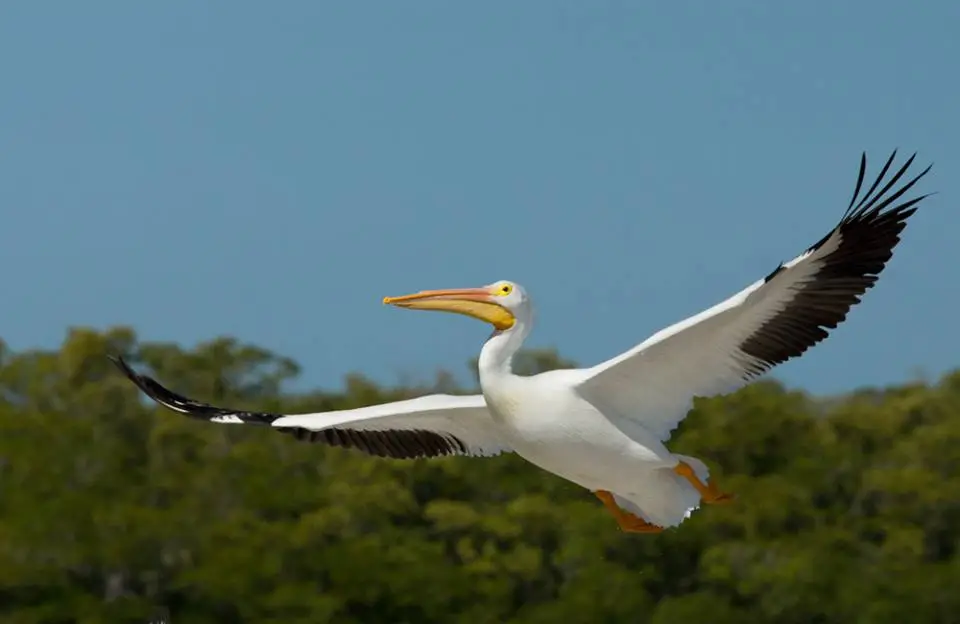 Everglades Birds