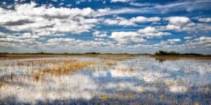 a cloudy day in a wetland