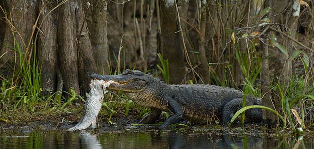 Alligators Everglades