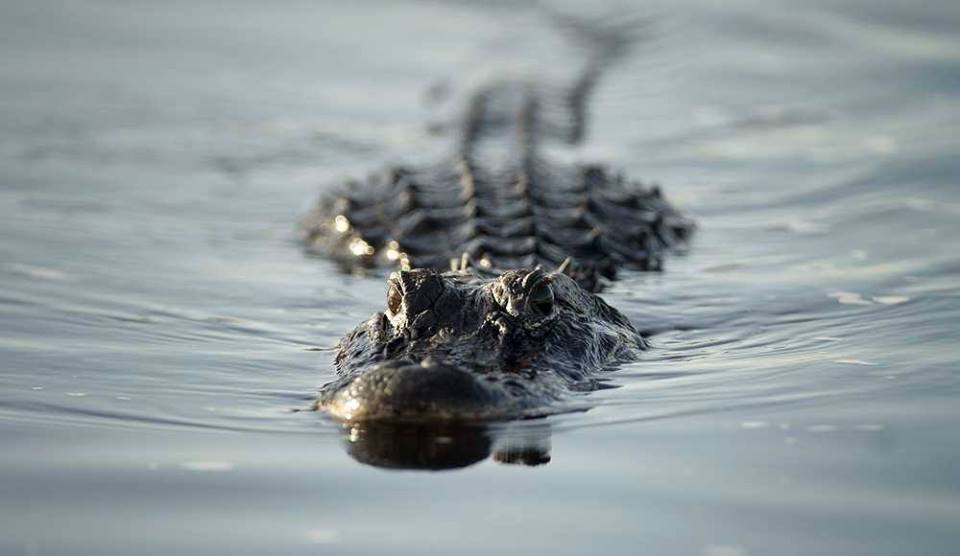 10 Fun Facts About Florida's Everglades - Ride The Wind - Airboat Rides