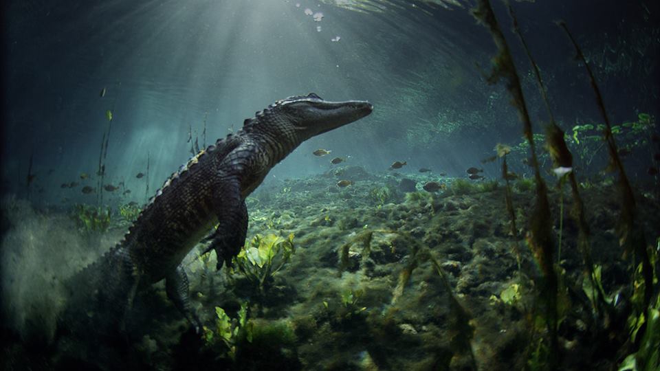 a reptile underwater