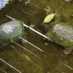 Everglades activities