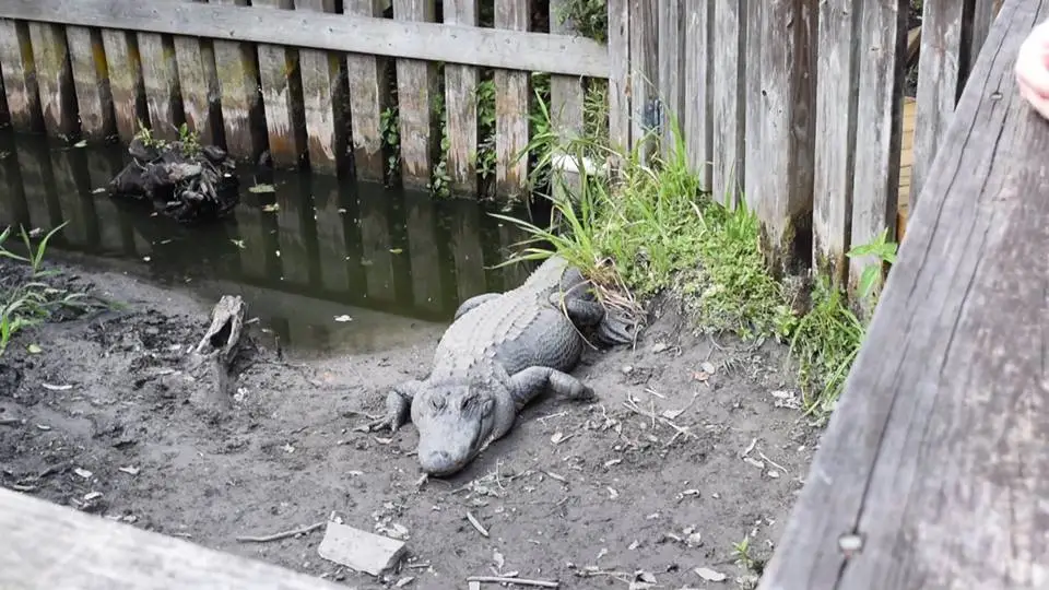 10 Fun Facts About Florida's Everglades - Ride The Wind - Airboat tours