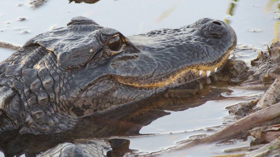 Alligator in the Everglades