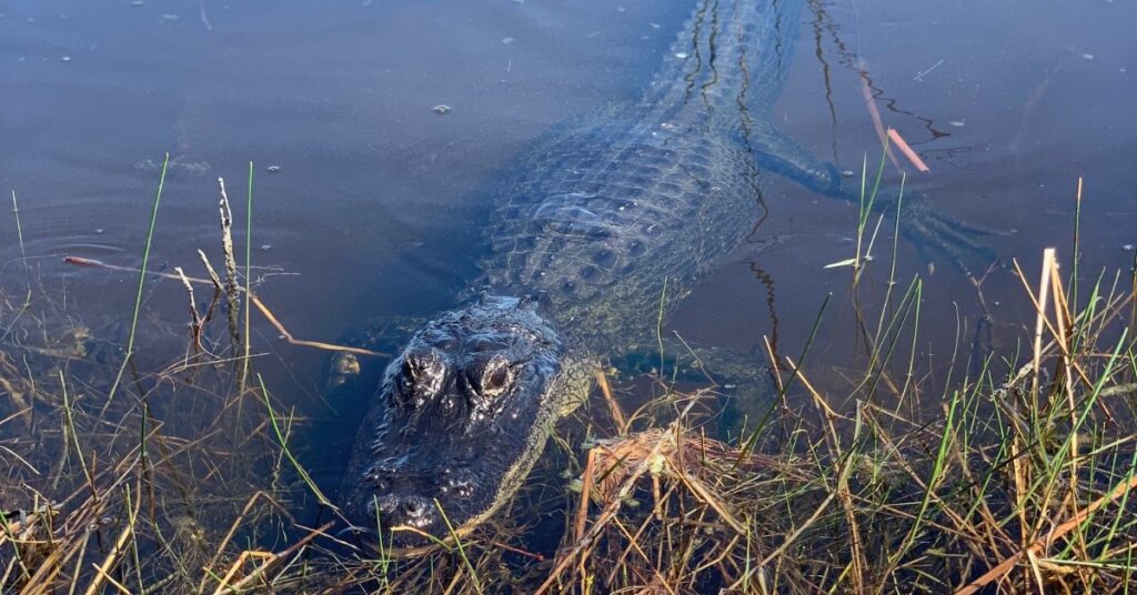 guapo the gator ride the wind airboat tour