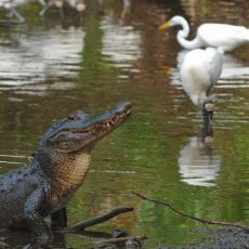 birds and an alligator on a wetland
