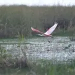 Fort Lauderdale Airboat Rides