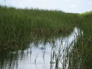 everglades ecosystem and grasslands viewed on a private airboat tour with ride the wind
