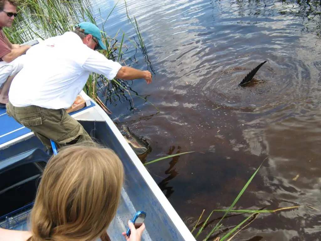 Captain Randy guiding private airboat tour members on the everglades environment and new sightings of the everglades airboat ride with ride the wind