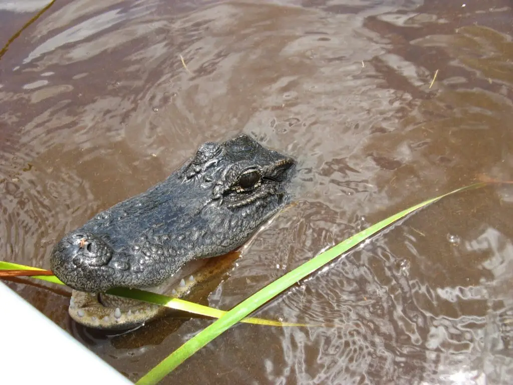 Alligator biting on a plant during an everglades airboat ride with ride the wind