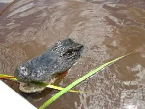 Alligator biting on a plant during an everglades airboat ride with ride the wind