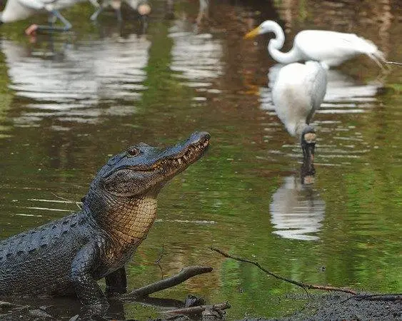 Alligator and Wading Birds in the Florida Everglades

