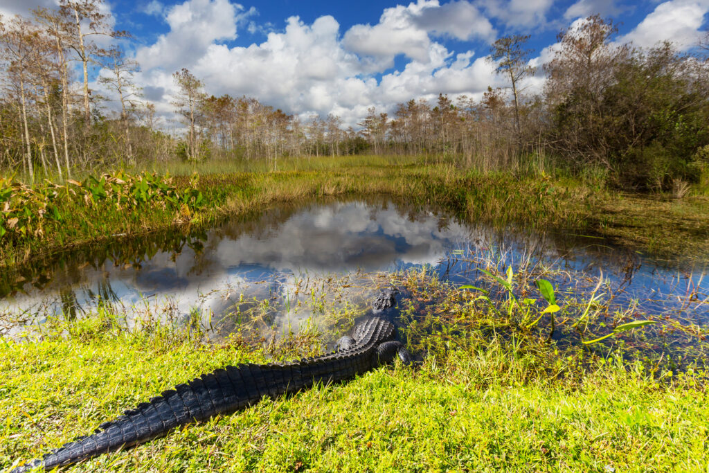 Alligator entering the water in the Florida Everglades near an Everglades airboat charter route.