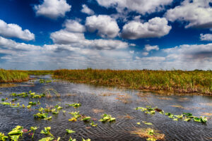 Wide view of the Everglades wetlands with open water and sawgrass prairies, showing the natural landscape explored during an Everglades airboat tour and guided airboat experience.
