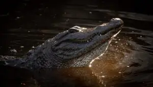 Alligator surfacing in the Everglades during a private airboat adventure in South Florida, captured in golden evening light.