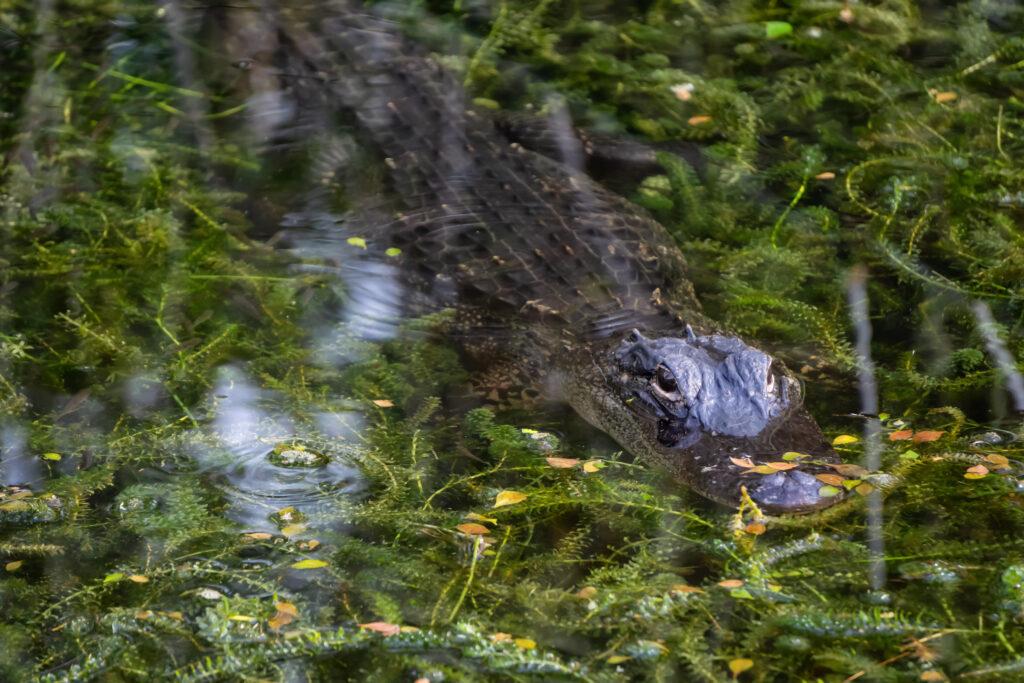 Everglades navigation through shallow wetlands where an American alligator rests among native aquatic vegetation