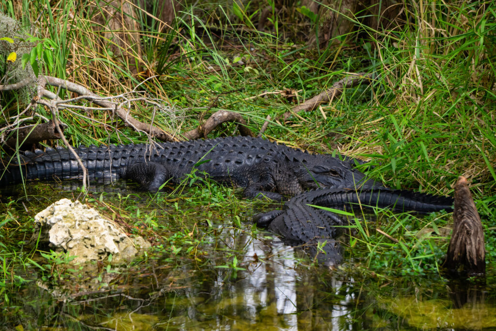 Everglades Animal Signs including alligators resting near the water in their natural habitat