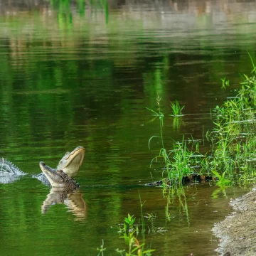 Two alligators challenging each other in a retention pond